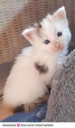 Reinrassige Maine Coon Kitten mit Stammbaum