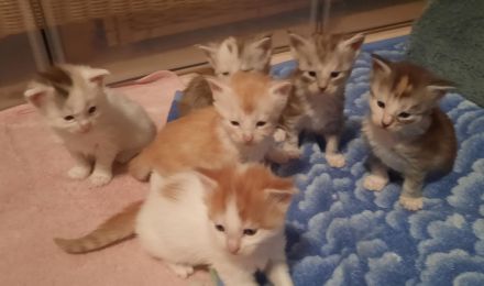 Reinrassige Maine Coon Kitten mit Stammbaum