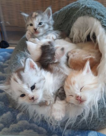 Reinrassige Maine Coon Kitten mit Stammbaum