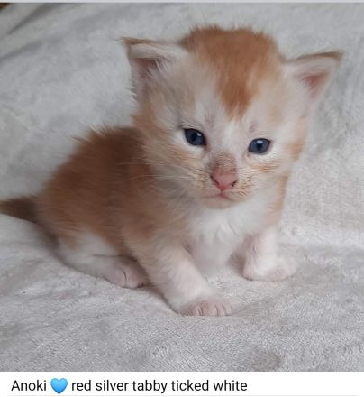 Reinrassige Maine Coon Kitten mit Stammbaum