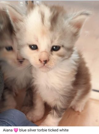 Reinrassige Maine Coon Kitten mit Stammbaum