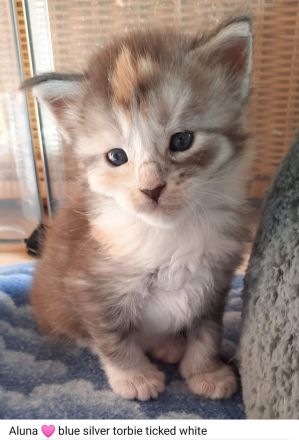Reinrassige Maine Coon Kitten mit Stammbaum
