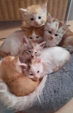 Reinrassige Maine Coon Kitten mit Stammbaum