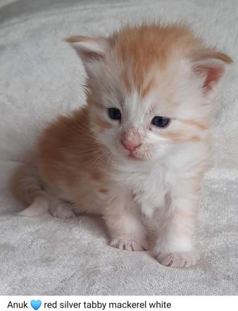 Reinrassige Maine Coon Kitten mit Stammbaum