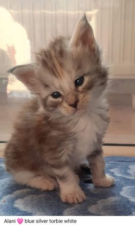 Reinrassige Maine Coon Kitten mit Stammbaum