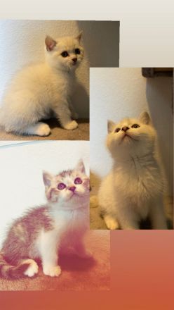 BKH Kitten weiß mit blauen Augen