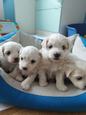 Vier Wunderschone Malteserwelpen suchen eine neues Zuhause