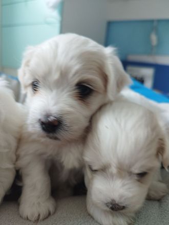 Vier Wunderschone Malteserwelpen suchen eine neues Zuhause