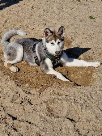 Husky mischling
