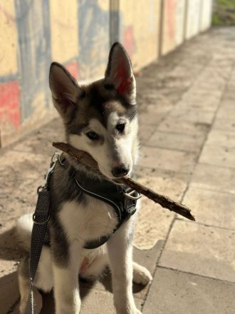 Husky mischling
