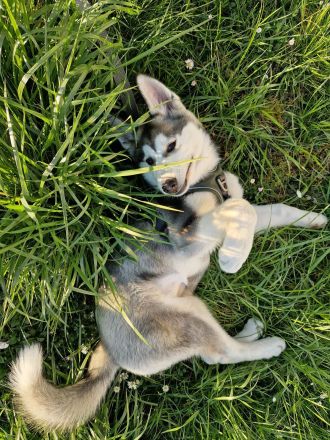 Husky mischling