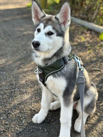 Husky mischling