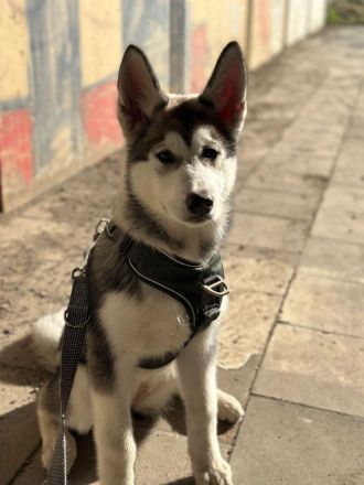 Husky mischling