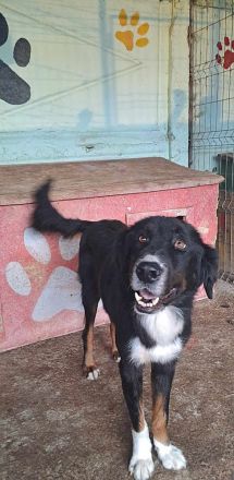 Jack(2), sucht einen Gnadenplatz