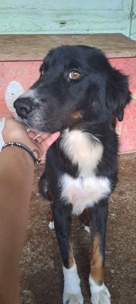 Jack(2), sucht einen Gnadenplatz