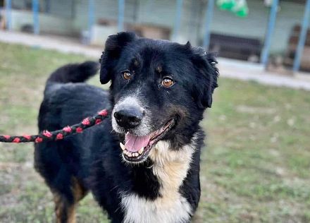 Jack sucht einen Gnadenplatz