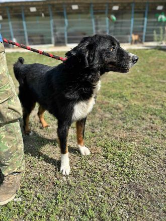 Jack(2), sucht einen Gnadenplatz