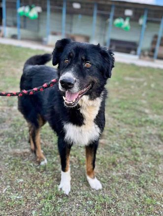 Jack(2), sucht einen Gnadenplatz