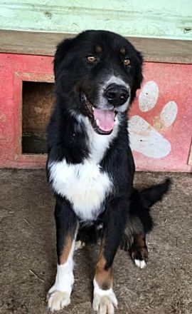 Jack(2), sucht einen Gnadenplatz