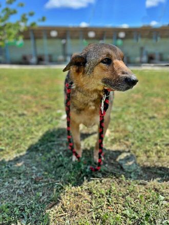 Jo, freundlicher und sozialer Oldie