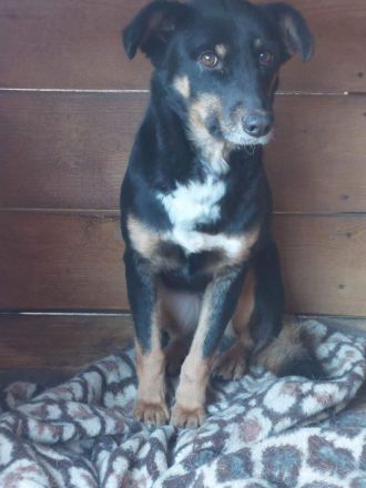 Sammy, lieb aber schüchtern