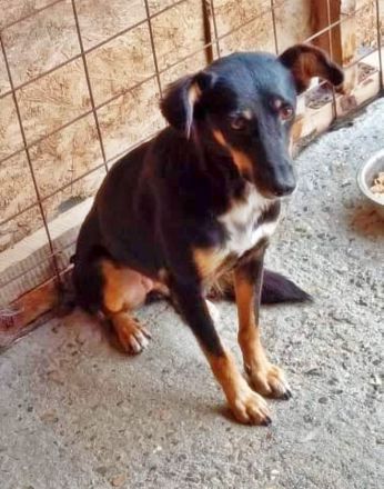 Sammy, lieb aber schüchtern