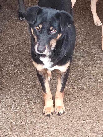 Sammy, lieb aber schüchtern