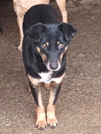 Sammy, lieb aber schüchtern