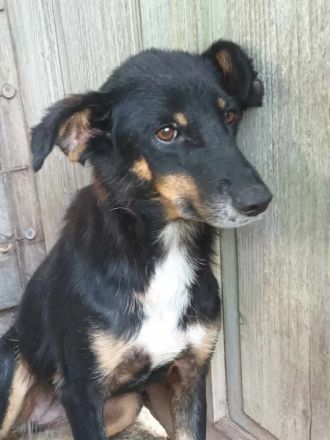 Sammy, lieb aber schüchtern