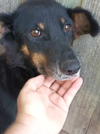 Sammy, lieb aber schüchtern