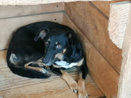 Sammy, lieb aber schüchtern