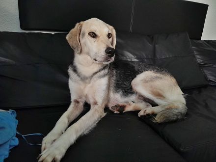 Indra, Traumhündin sucht Zuhause