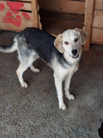 Indra, freundlich und verspielt