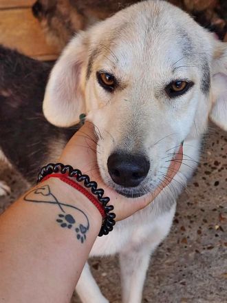 Indra, freundlich und verspielt