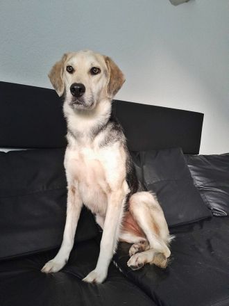 Indra, auf einer Pflegestelle
