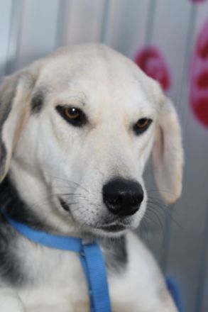 Indra, freundlich und verspielt