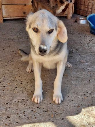 Indra, freundlich und verspielt