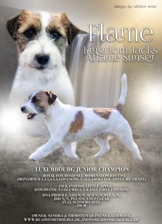 Jack Russell Terrier aus VDH / Klub für Terrier Zucht