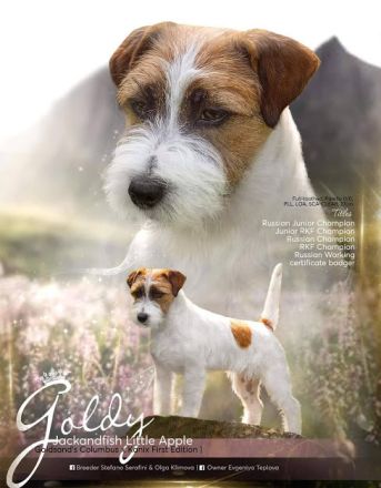 Jack Russell Terrier aus VDH / Klub für Terrier Zucht