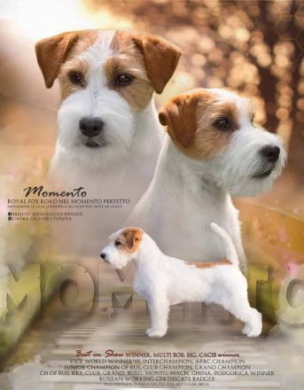 Jack Russell Terrier aus VDH / Klub für Terrier Zucht