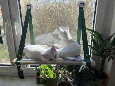 Zwei weiße Mischlingskatzen