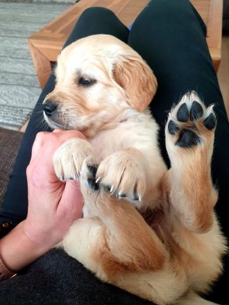 Golden Retriever Welpen sind da und dürfen nun besucht werden!