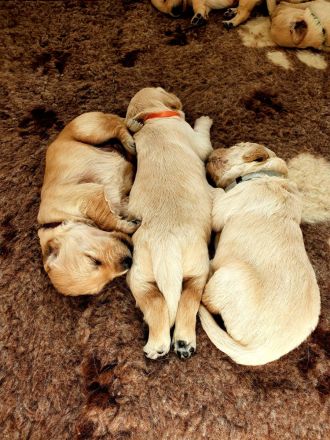 Golden Retriever Welpen sind da und dürfen nun besucht werden!