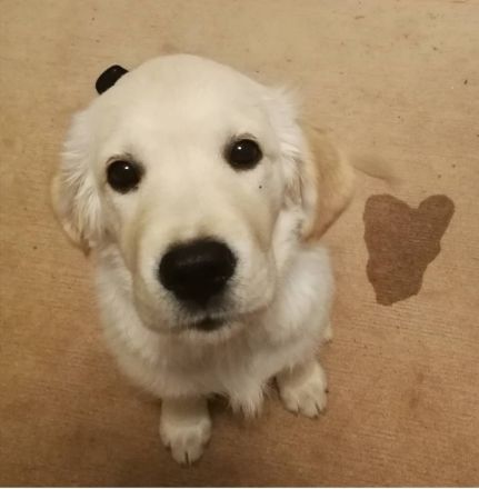 Golden Retriever Welpen sind da und dürfen nun besucht werden!