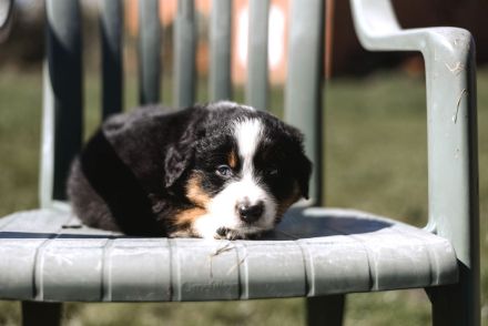 Australian Shepherd Welpen