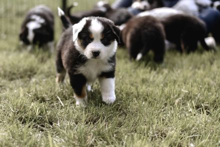 Australian Shepherd Welpen