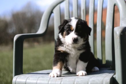 Australian Shepherd Welpen