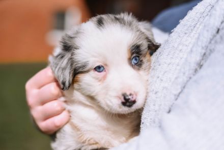 Australian Shepherd Welpen