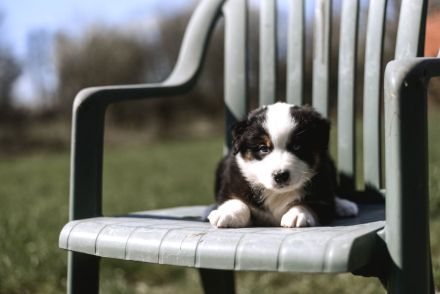 Australian Shepherd Welpen