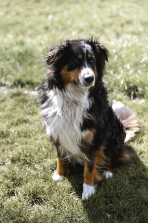 Australian Shepherd Welpen